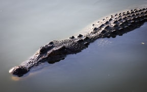 A crocodile swimming in a lagoon at Crocodylus Park located on the outskirts of the Northern Territory town of Darwin on 30 August, 2023.