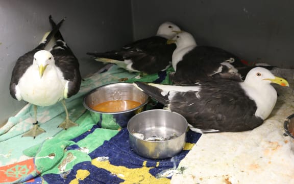 At the Wellington Bird Rehabilitation Trust facility in the Ohariu Valley north of Wellington. Birds possibly poisoned