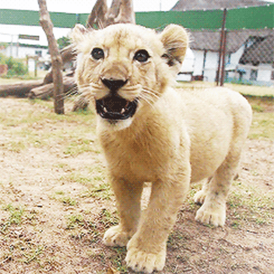 A gif of a lion cub roaring