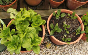 garden pots