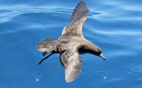 Tāiko/black petrel