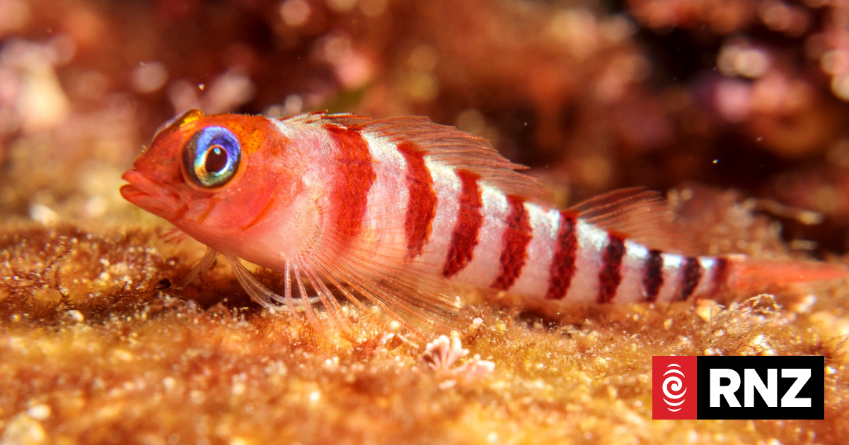Critter of the Week: The blue-eyed triplefin | RNZ