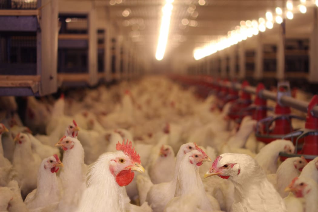 Chicken farm.