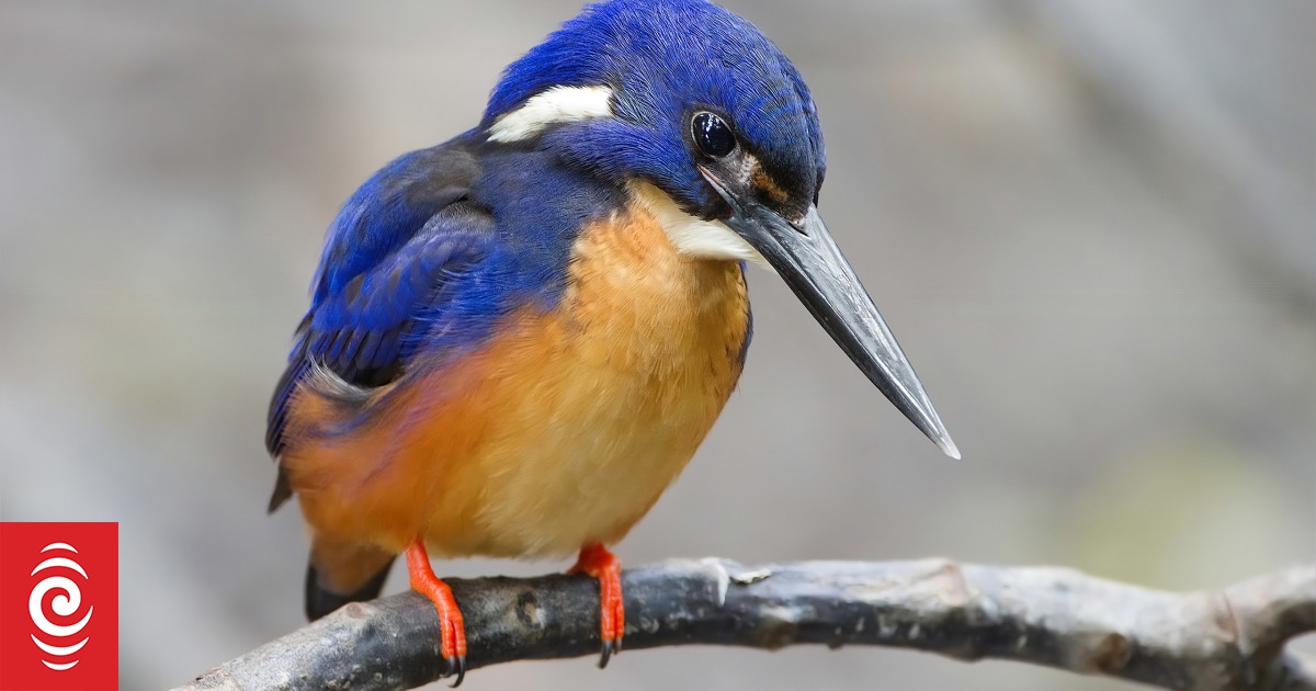 For the Birds | RNZ