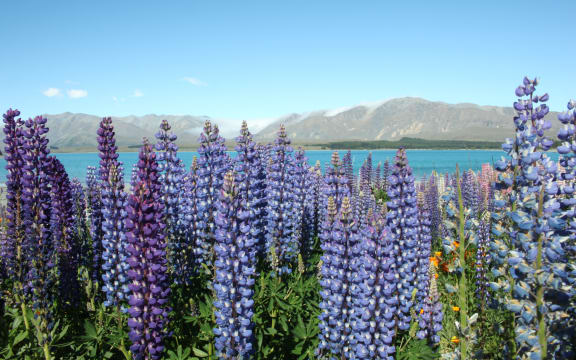 Lupins at Lake Tekapo