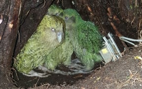 Kākāpō mum Yasmine with her two newly fledged foster chicks, in her nest on Anchor Island.