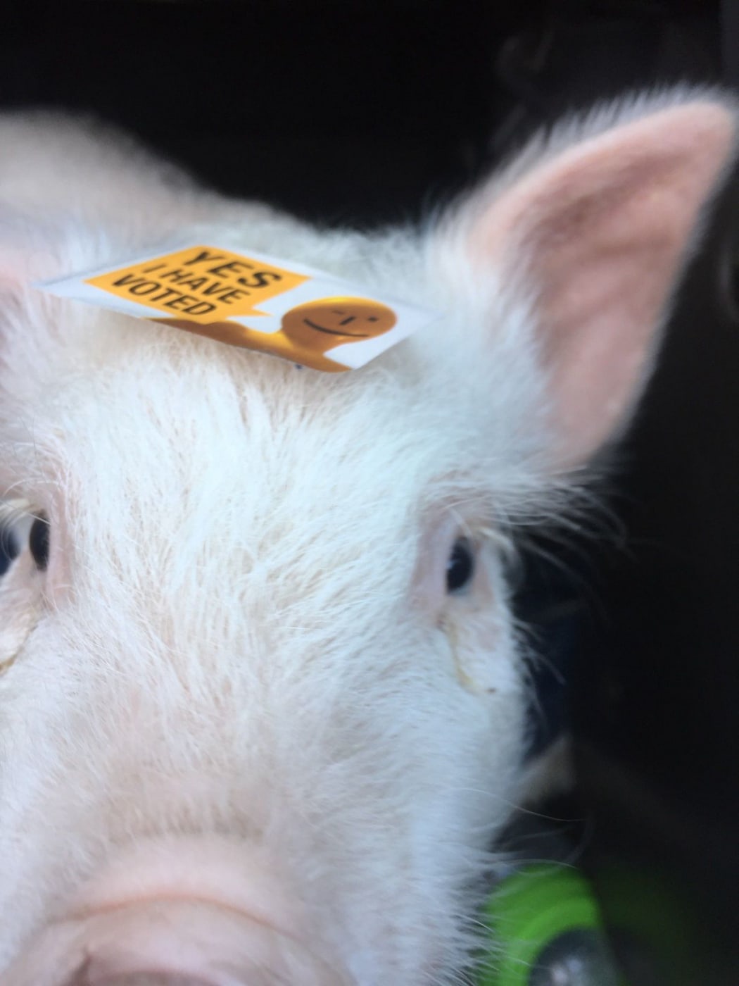 And this little piggy went to exercise his democratic rights.