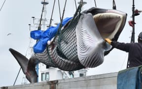 A captured minke whale is lifted by a crane into a truck bed at a port in Kushiro, Hokkaido Prefecture on July 1, 2019. Japanese whalers brought ashore their first catches on July 1 as they resumed commercial hunting after a three-decade hiatus.