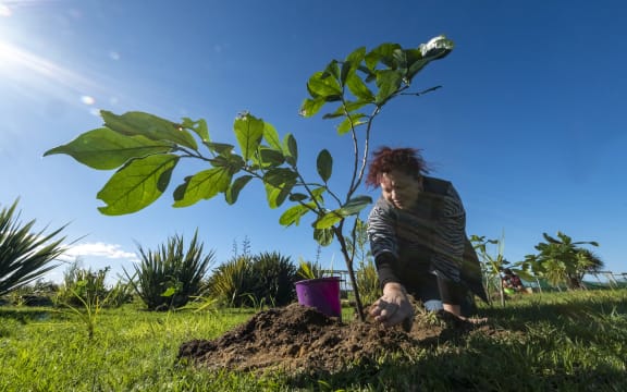 Trust board member of Ngāti Kuri Sheridan Waitai waters newly planted kaikomako on Waiora Marae.