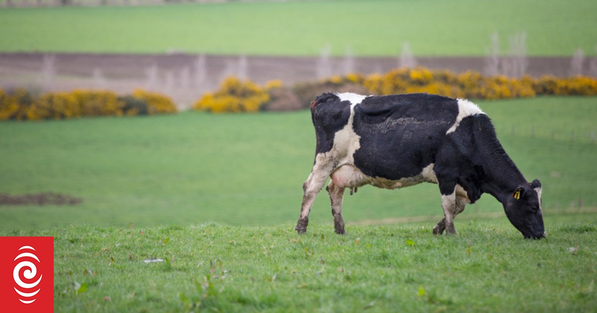 Dairy farmers face significant risks if new infestations take hold on one of the biggest days of the calendar - Vimarsana News