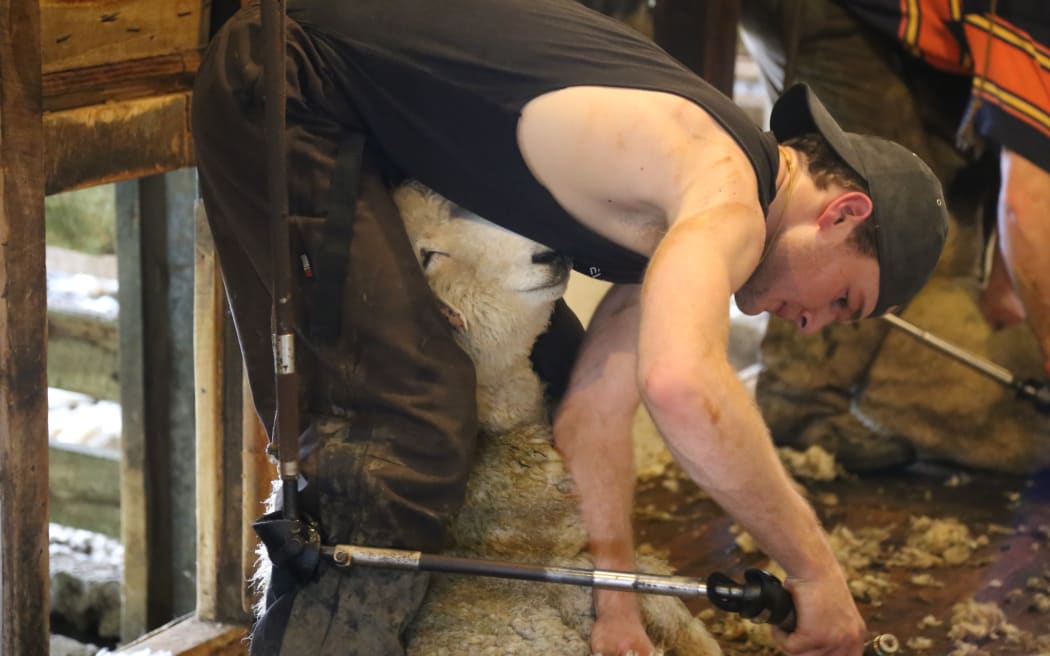 Sheep shearing.