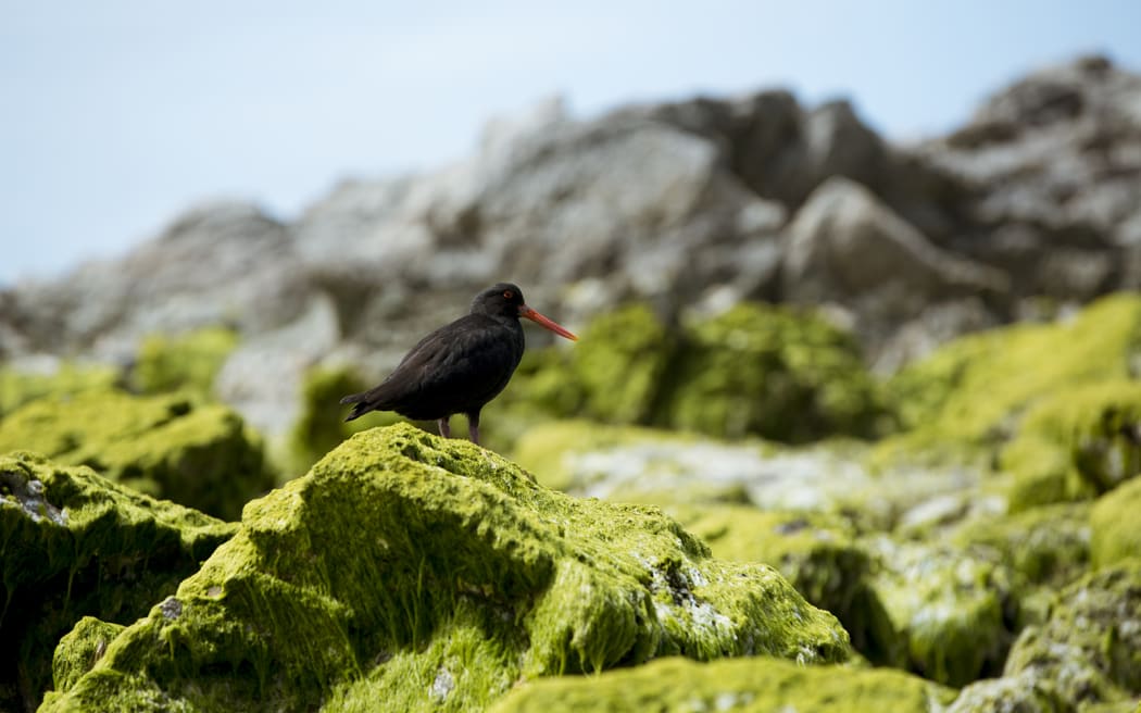 A variable oystercatcher in Kaikōura
