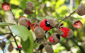 The tītoki tree's seed produce a very high-quality oil which was used by Māori and early European settlers alike.