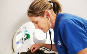 An Auckland Zoo vet monitors a kākāpō undergoing a CT scan during an investigation into whether it is suffering from aspergillosis.