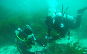 Dr Craig Radford installing a hydrophone