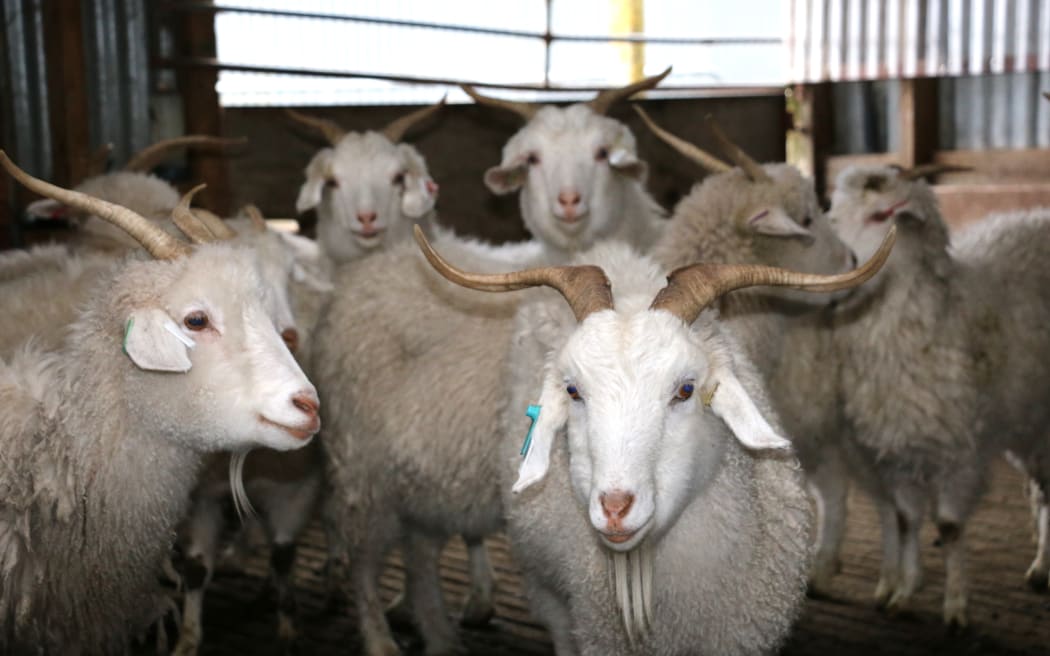 Cashmere goats on David Shaw's farm in South Otago