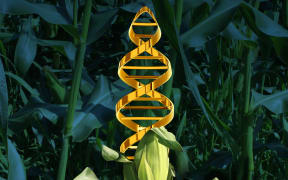 Corn plant in a crop field with a DNA strand symbol in the vegetable as an icon of produce technology.