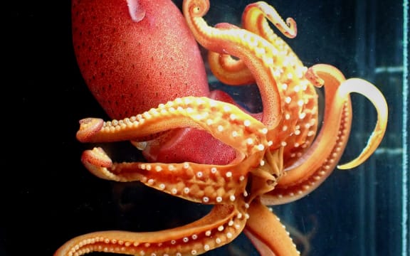 A red and orange squid in a dark tank splays its tentacles.