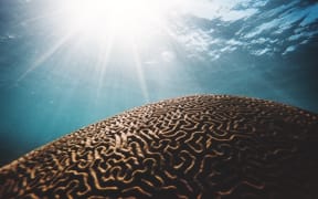 Brain coral