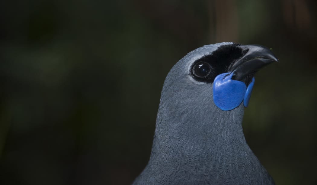 Kōkako.