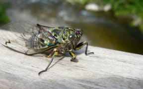 The chorus cicada (Amphipsalta zelandica) is the loudest and one of the most familiar cicadas, and its Maori name is kihikihi wawa - wawa meaning 'to roar like the sound of heavy rain'.
