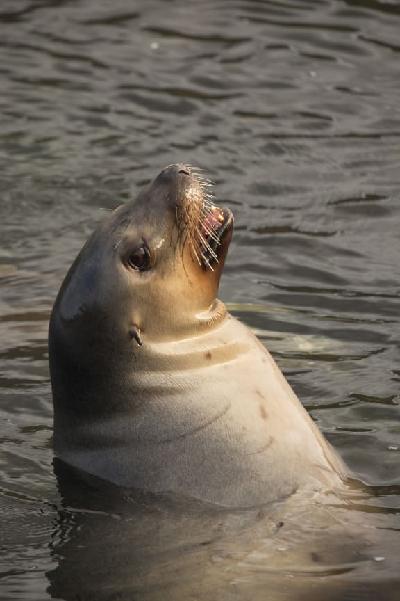 New Zealand sea lion