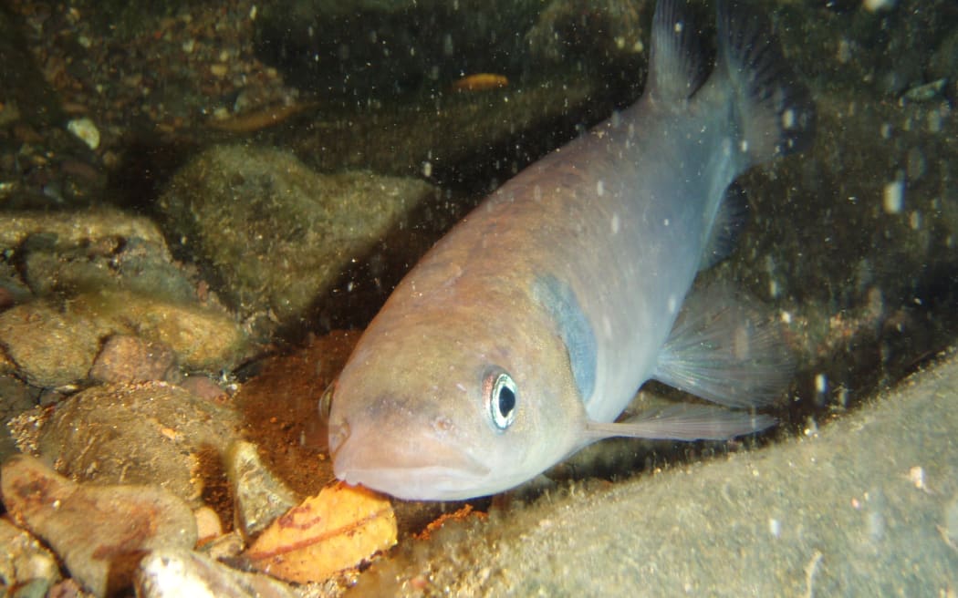 A shortjaw kōkopu.