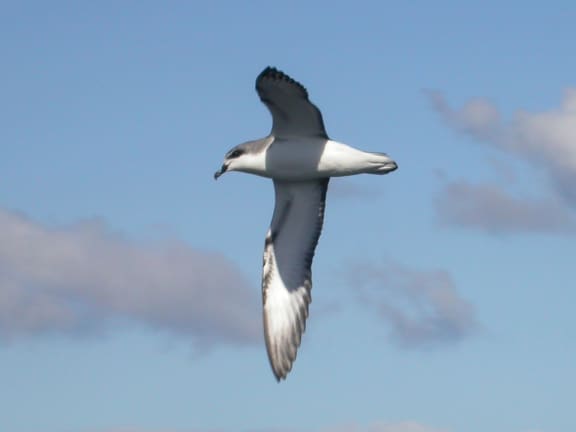 Cook's petrel, a mid-sized seabird, in flight