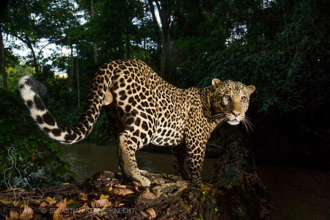 African leopard, Gabon.