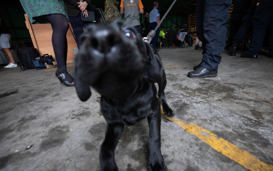 Dogs at a NZDF training seminar