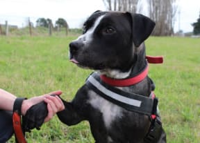 George the dog was regularly beaten by over eight months.