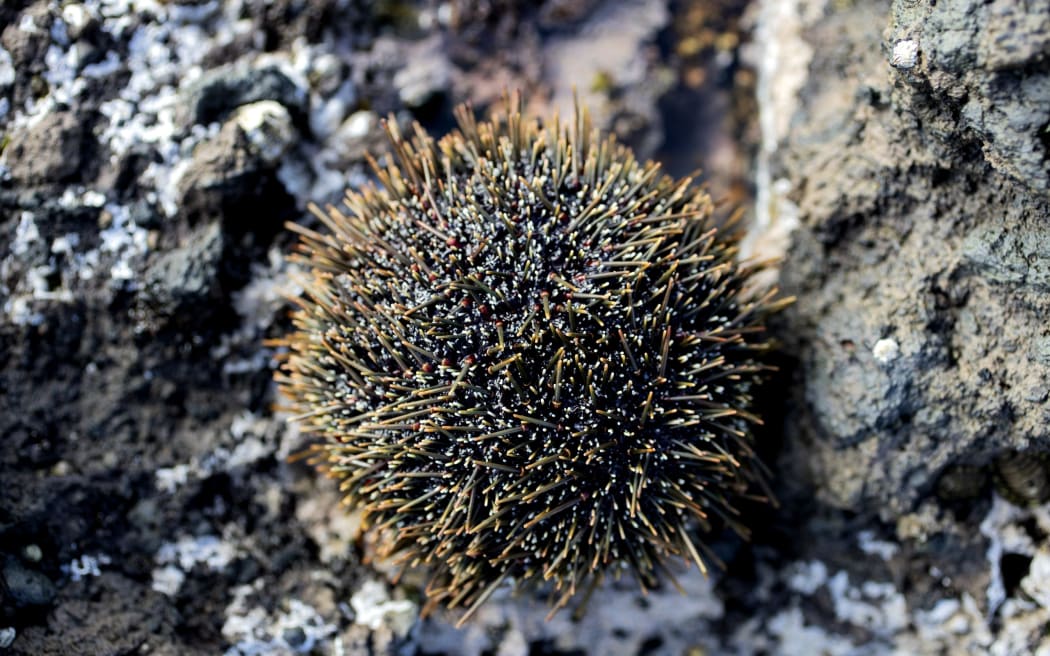 Some kina in the Marlborough Sounds are smaller than the one pictured, and aren't suitable to eat.