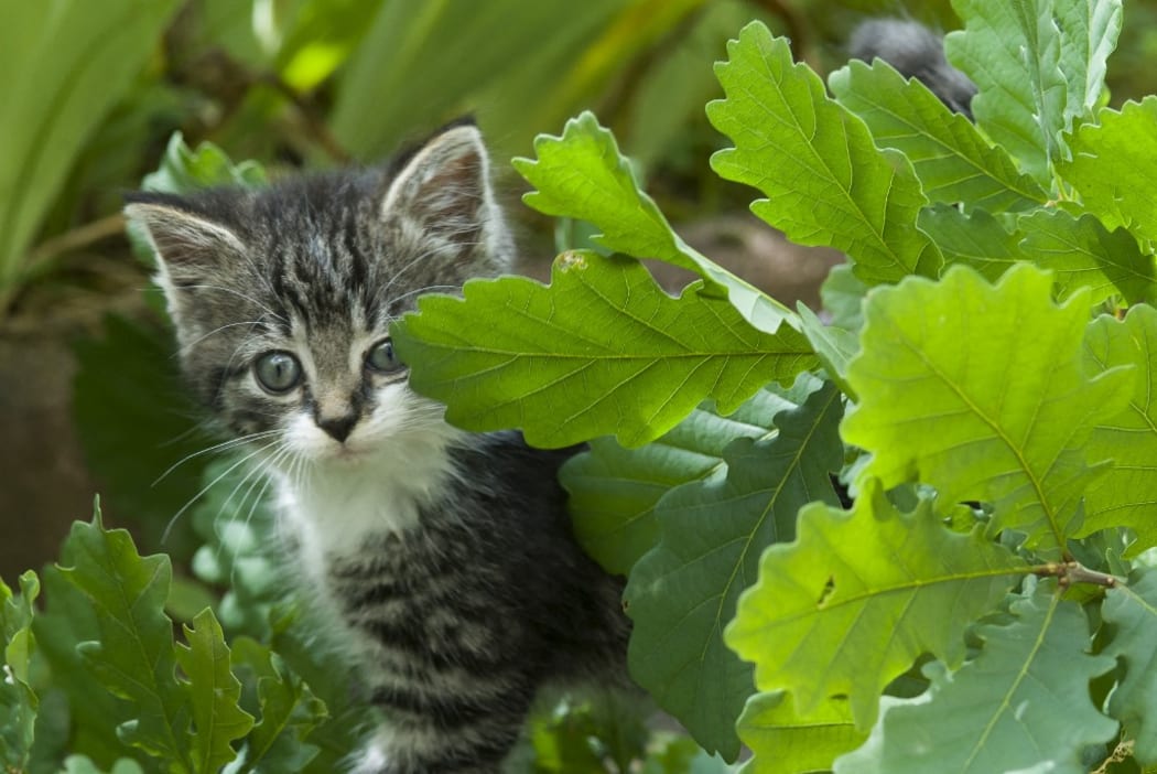 Portrait of Kitten in nature behind oak leaves, France. 
 
Biosphoto / Stephane Vitzthum (Photo by Stephane Vitzthum / Biosphoto / Biosphoto via AFP)