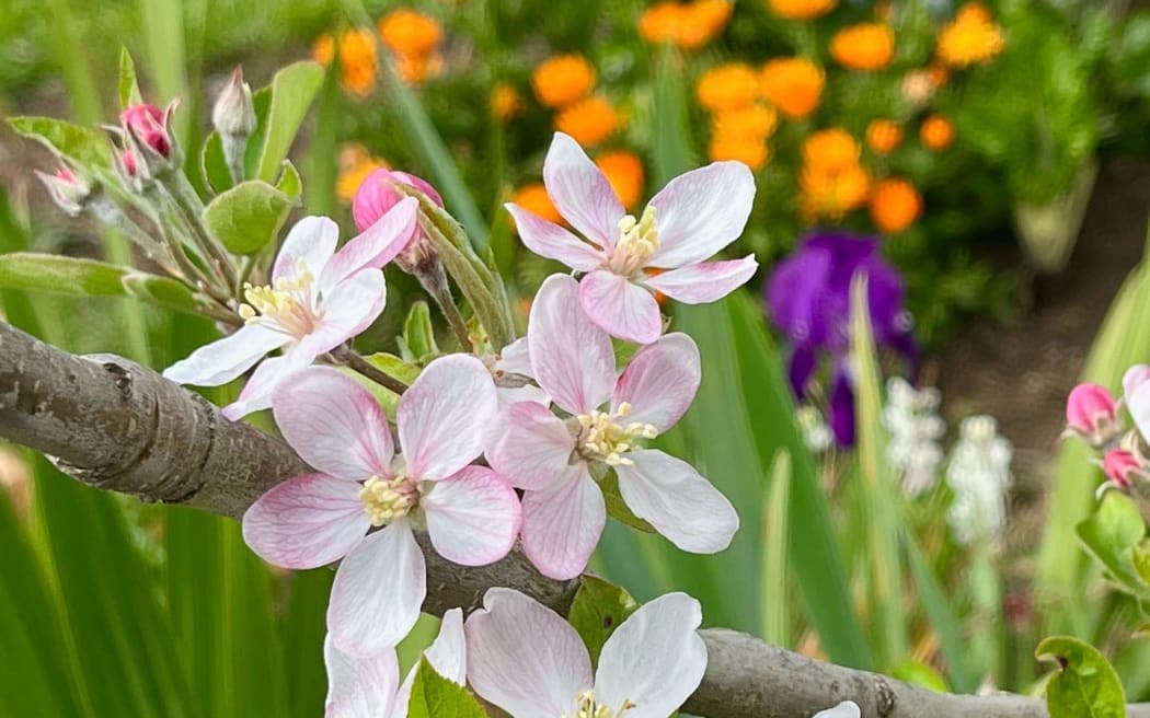 Blossom
