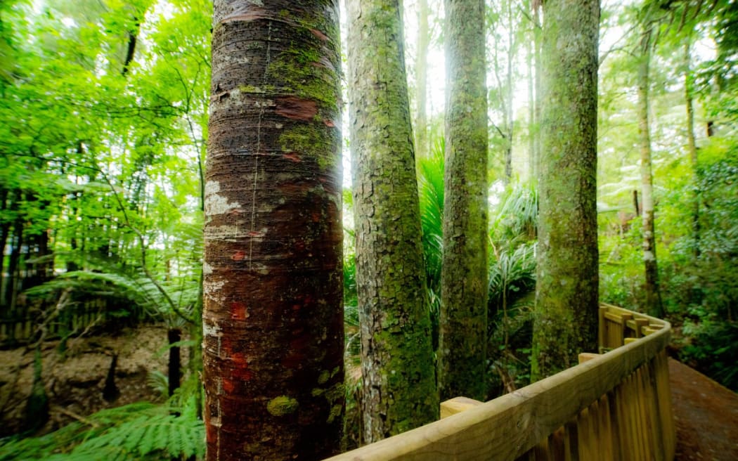 Kauri tree