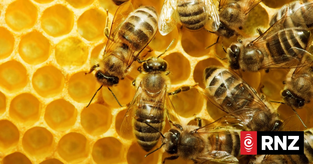 Sweet results: Mānuka honey company Comvita returns to profit