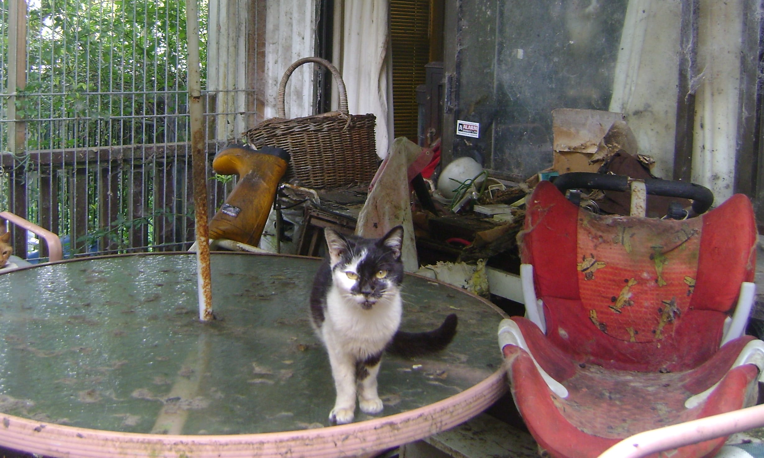 Thirty-two cats were seized by SPCA, and staff took the cats to SPCA ‘s Auckland Centre veterinary hospital.