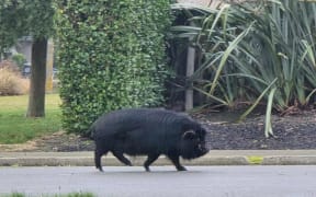 Wendy Campion spotted the pig wandering along the street in Pegasus on Monday.