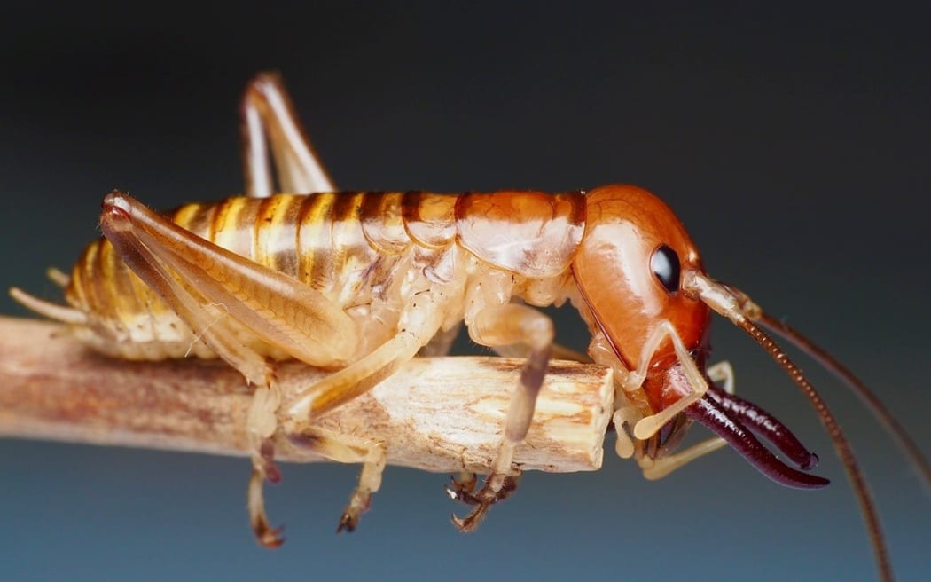 The Northland Tusked Wētā