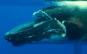 The whale pictured last week with a severed upper jaw – PHOTO Olivier Betremieux