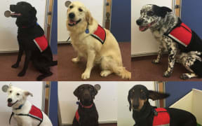 Ruby, Ella and Katie (top row), and Luna, Trevor and Vincent (bottom row) are all pet dogs that have been trained to detect fish odour in Waikato University's Dog Lab.