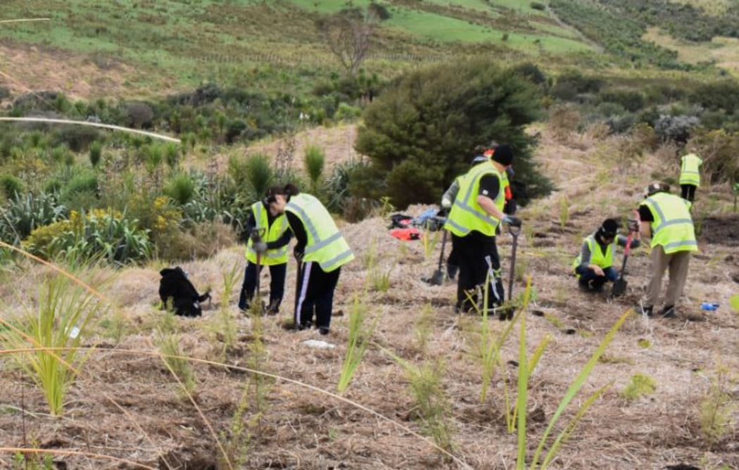 CVNZ volunteers carrying out planting efforts.
