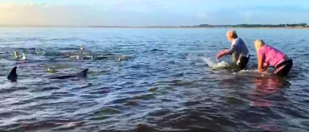 Locals re-floating dolphins at Tokerau Beach.