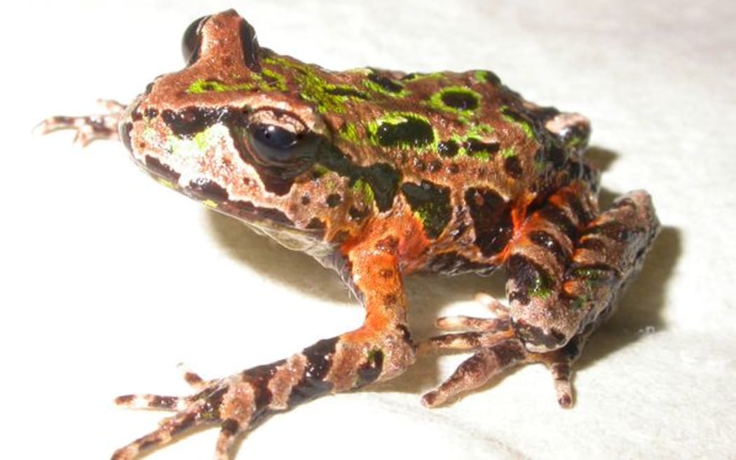 The rare Archey's frog