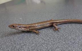 Chesterfield Skink