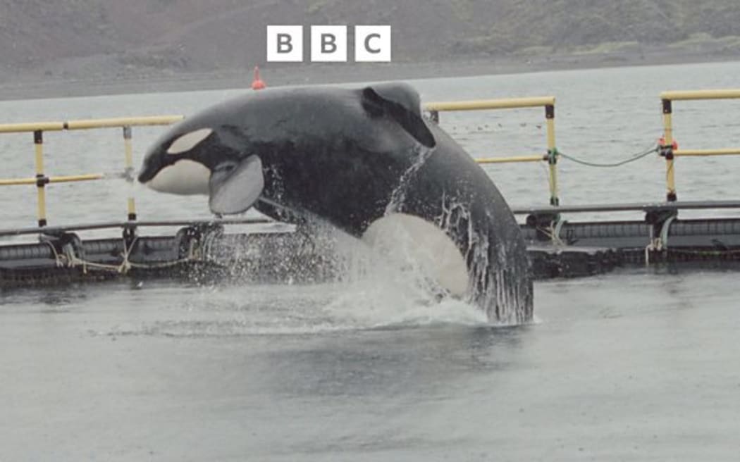 Keiko the killer whale