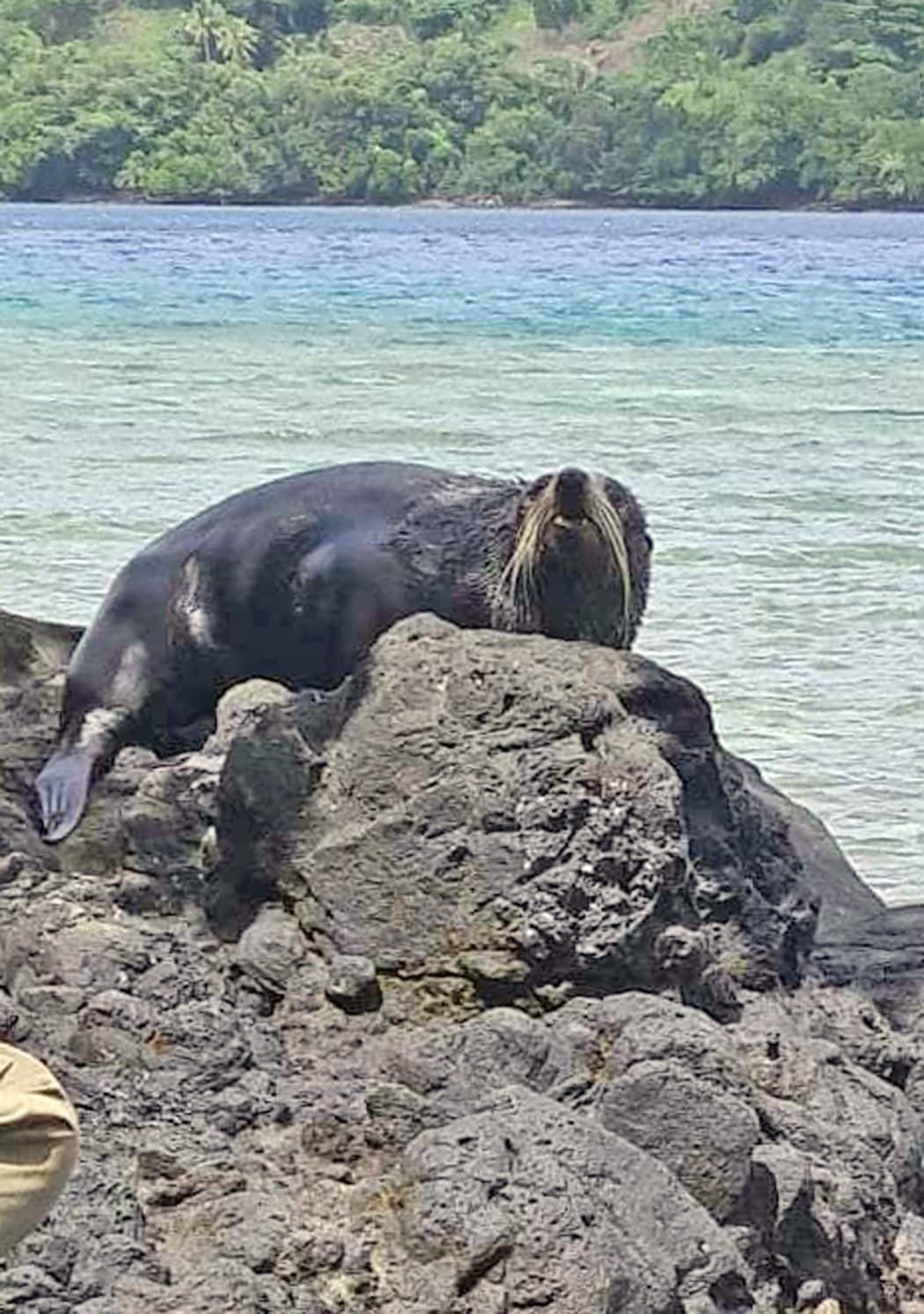 A mystery seal found on the rocks at Rukua Village in Beqa, Fiji.