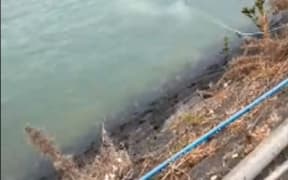 A juvenile minke whale was stuck under a wharf at Hobsonville Point.