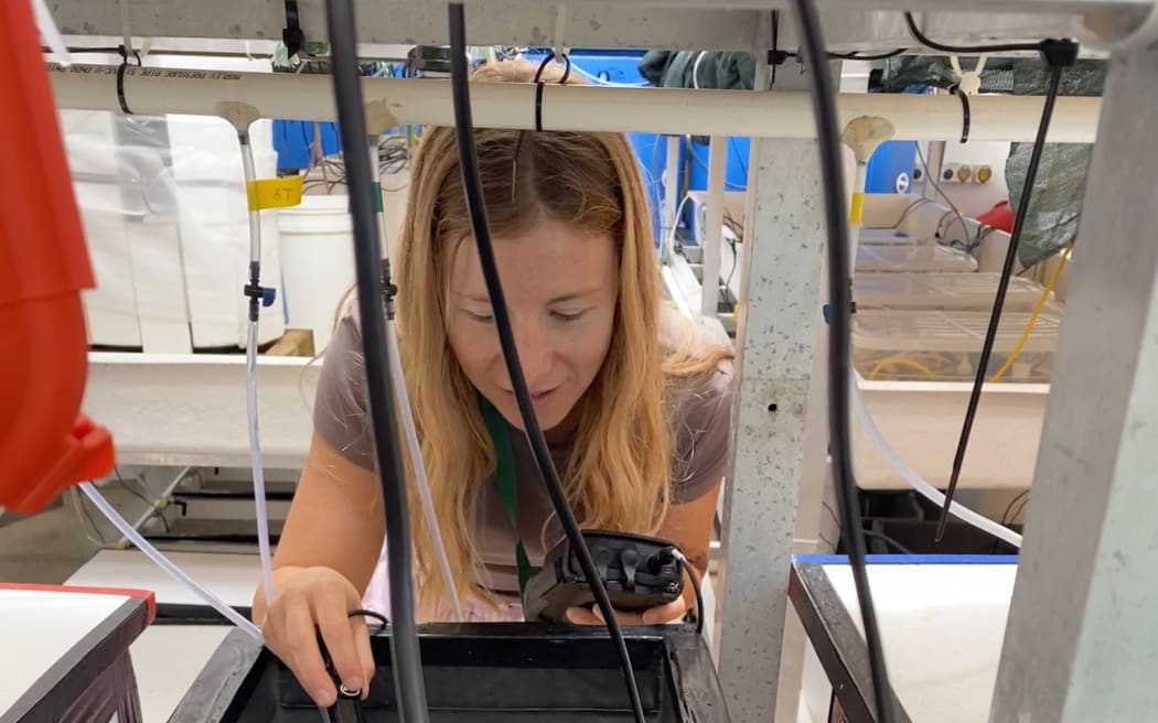 Coral being studied at Victoria Uni