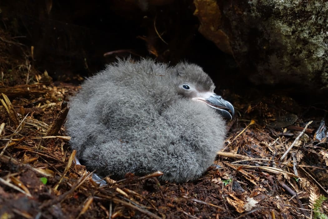A Chatham Island taiko chick